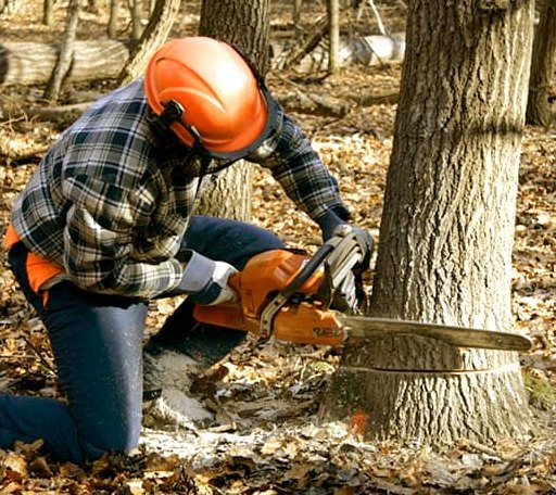 Tree Removal in Broken Bow, OK